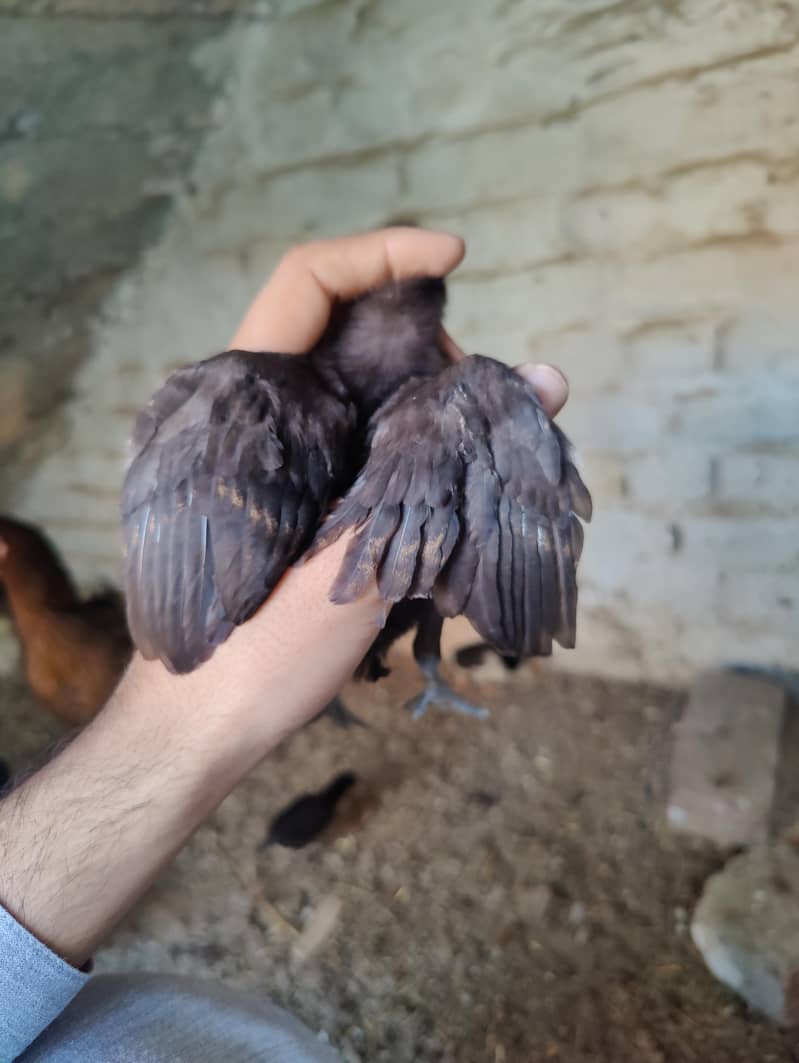Aseel chicks 5