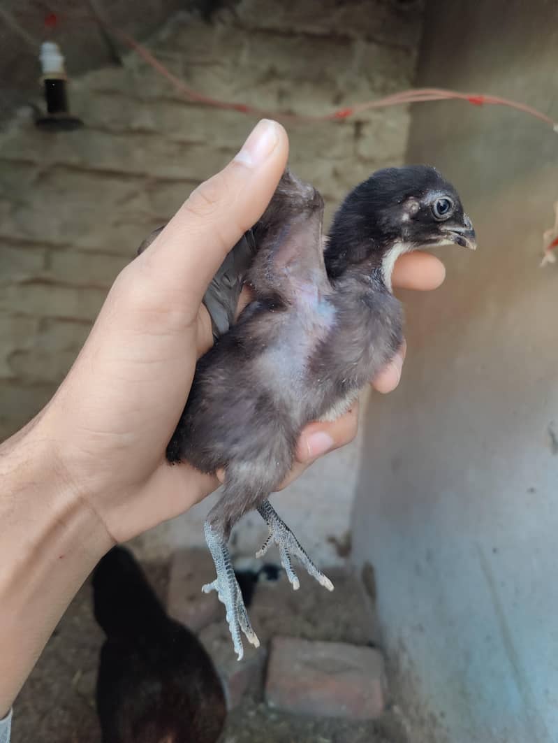 Aseel chicks 8