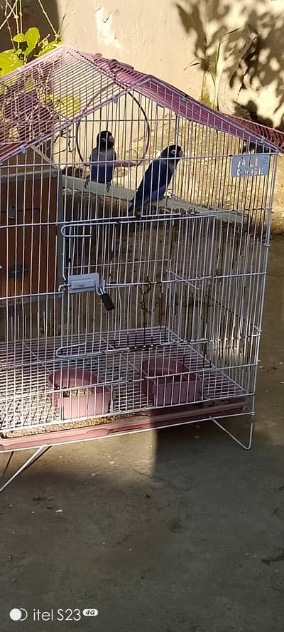 blue love birds pair with cage for sale at new colony chashma