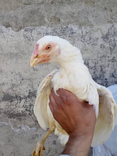 aseel Heera white pAper birds for sale