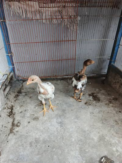 Aseel chicks full active