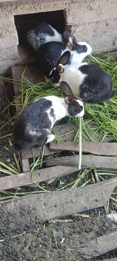 one breader pair and two pieces