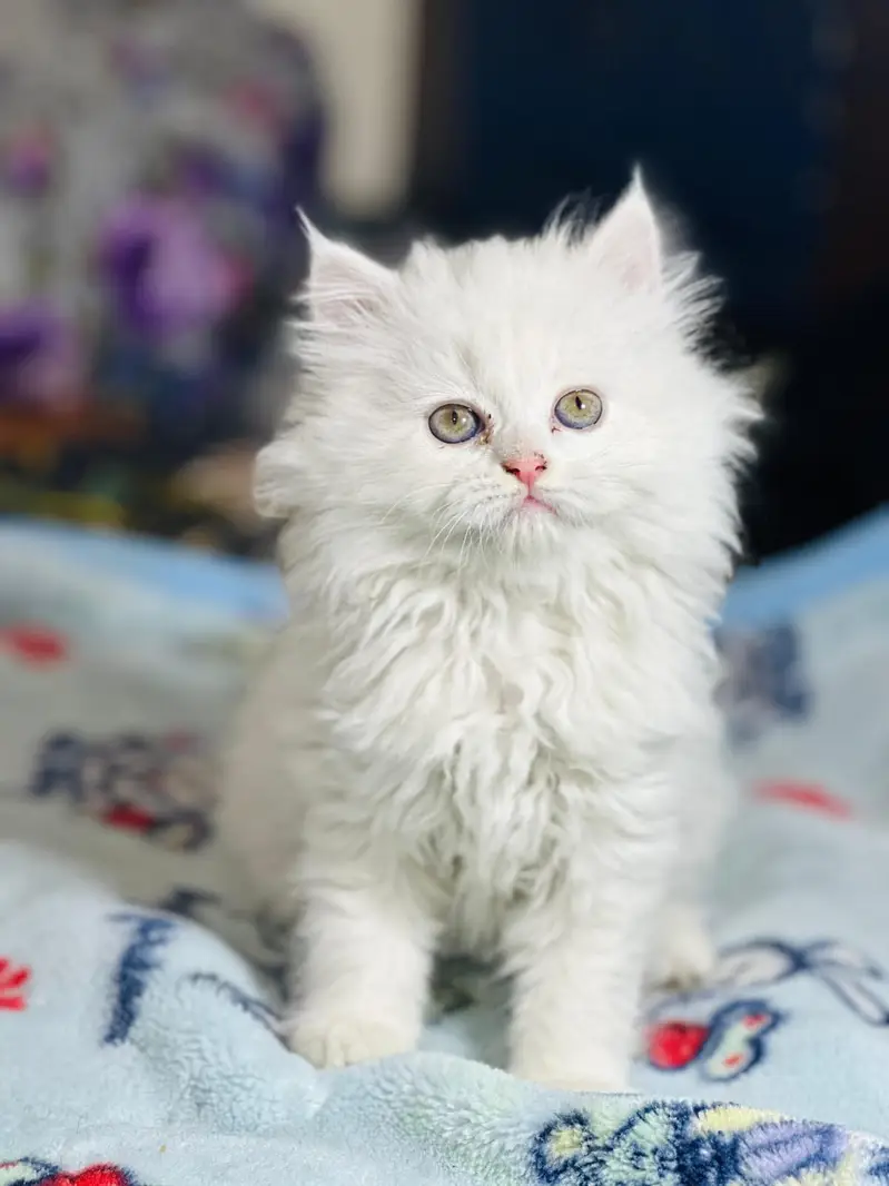 Persian kittens|triple Coated|Punch Face kittens /cute |white Cats — photo 3