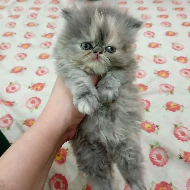 Persian kittens|triple Coated|Punch Face kittens /cute |white Cats — photo 7