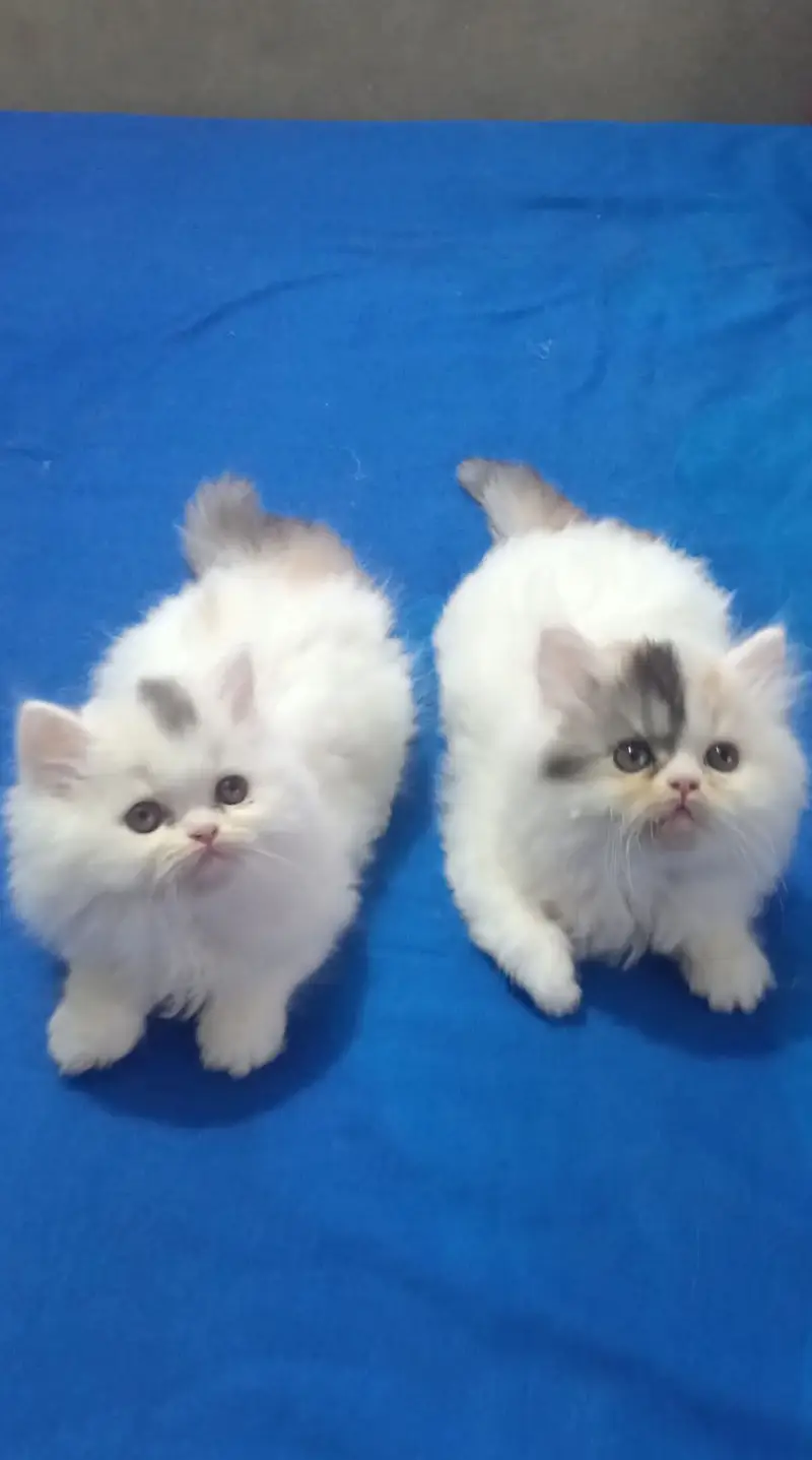 Persian kittens|triple Coated|Punch Face kittens /cute |white Cats — photo 9