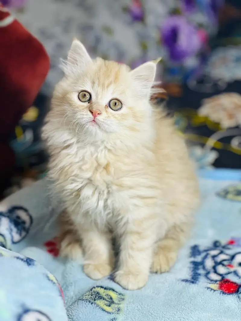 Persian kittens|triple Coated|Punch Face kittens /cute |white Cats — photo 11