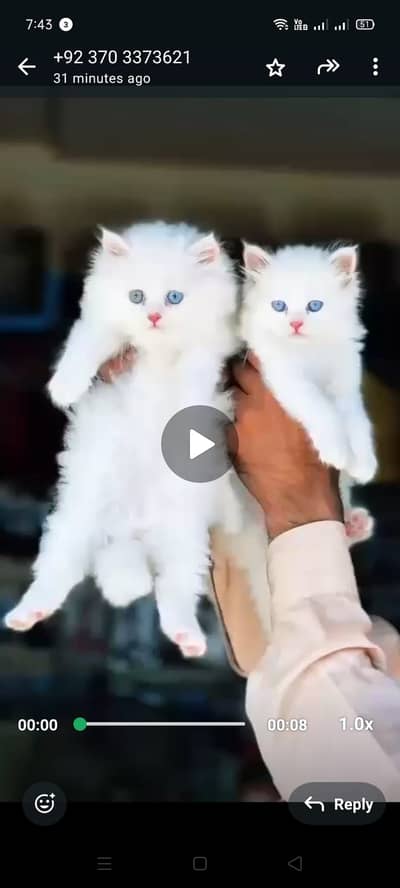 Persian kittens|triple Coated|Punch Face kittens /cute |white Cats