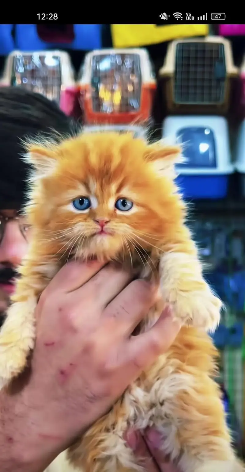 Persian kittens|triple Coated|Punch Face kittens /cute |white Cats — photo 6