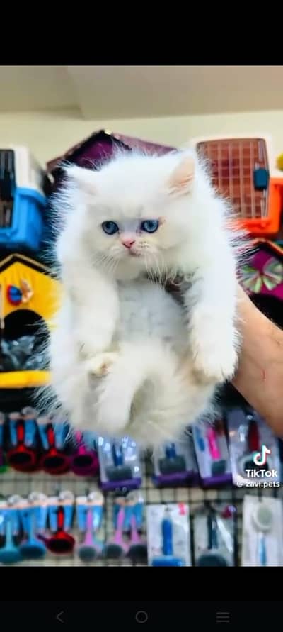 Persian kittens|triple Coated|Punch Face kittens /cute |white Cats