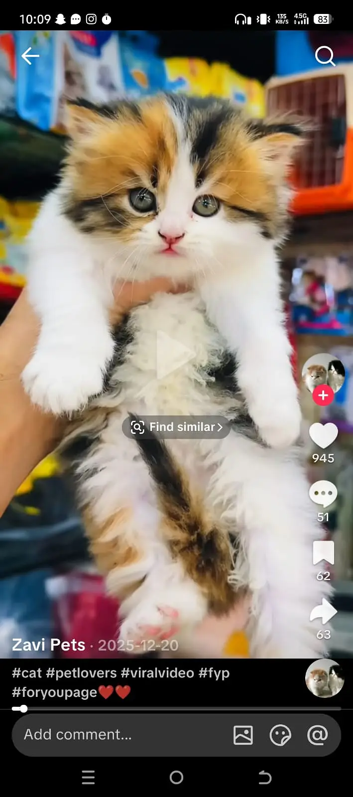 Persian kittens|triple Coated|Punch Face kittens /cute |white Cats — photo 12