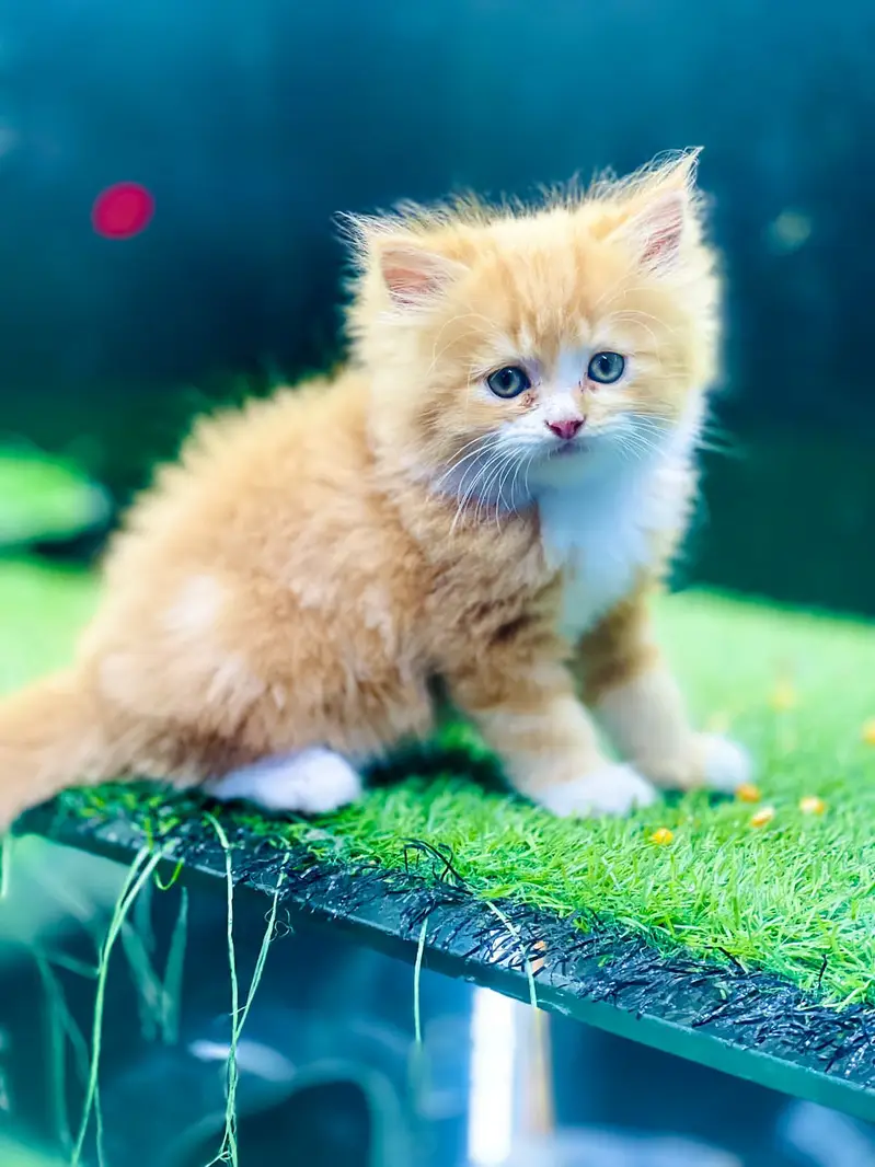 Persian kittens|triple Coated|Punch Face kittens /cute |white Cats — photo 4