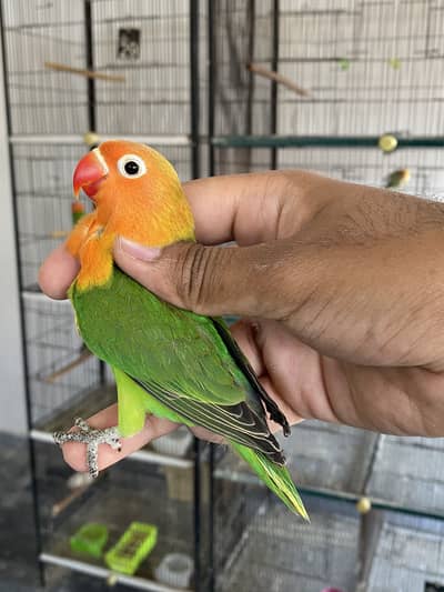 Lovebirds available for sale