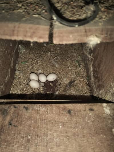 love birds 4 pair with egg and cage boxes
