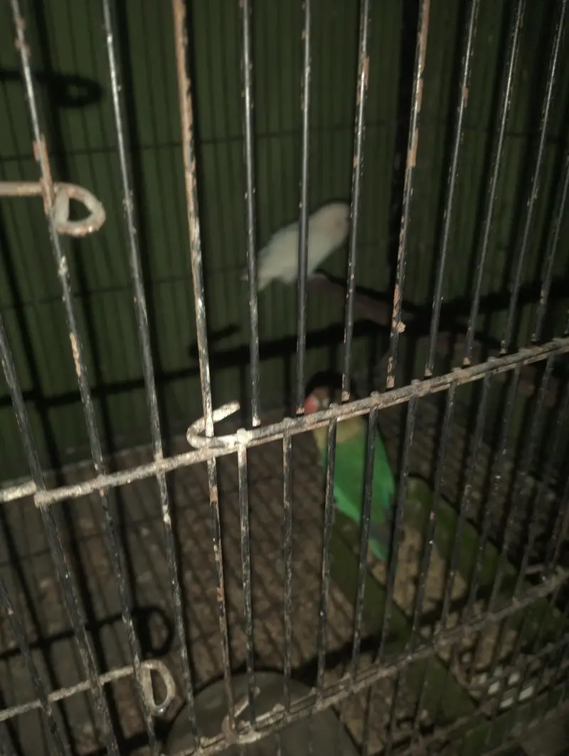 love birds 4 pair with cage & 4  boxes and pots