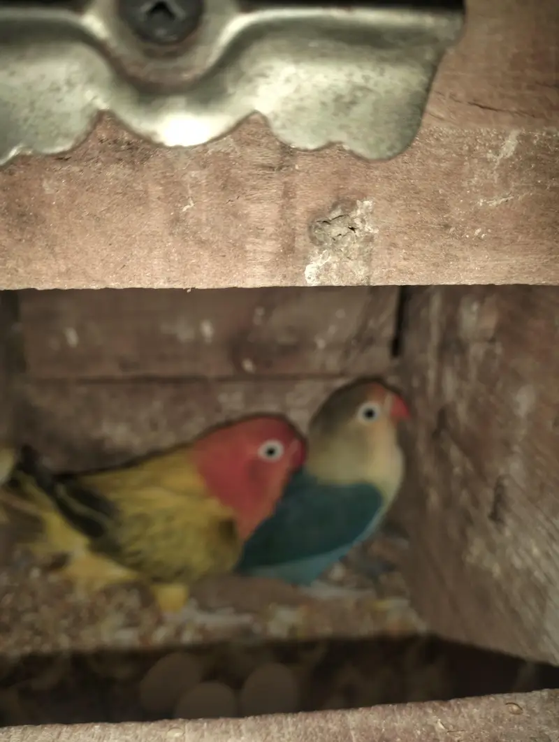love birds 4 pair with cage & 4  boxes and pots — photo 2
