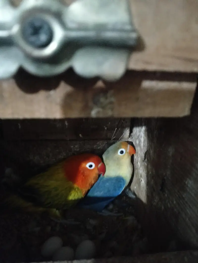 love birds 4 pair with cage & 4  boxes and pots — photo 4