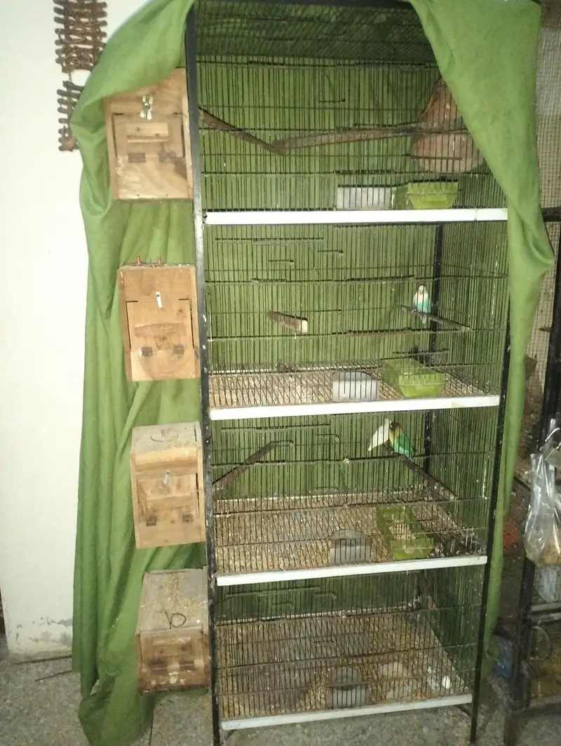 love birds 4 pair with cage & 4  boxes and pots — photo 5