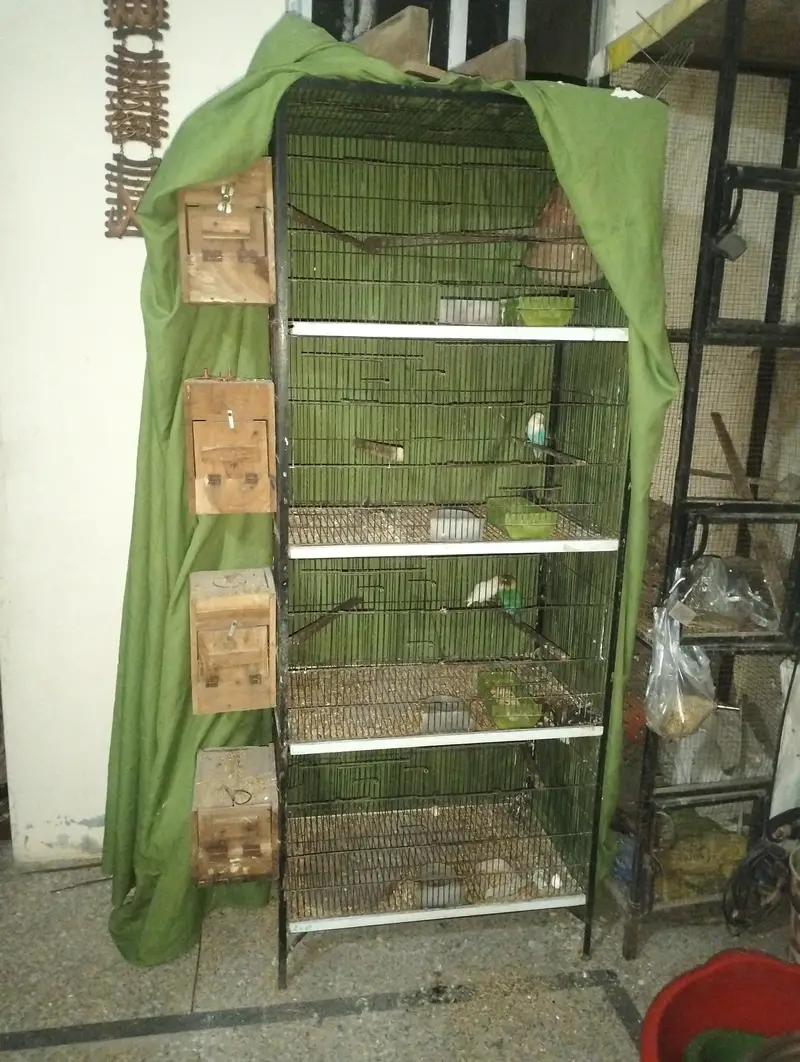 love birds 4 pair with cage & 4  boxes and pots — photo 6