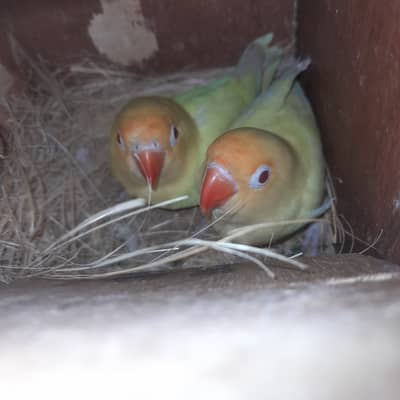 Love Bird + Cage For sale