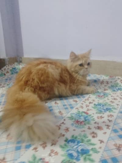 Persian female cat