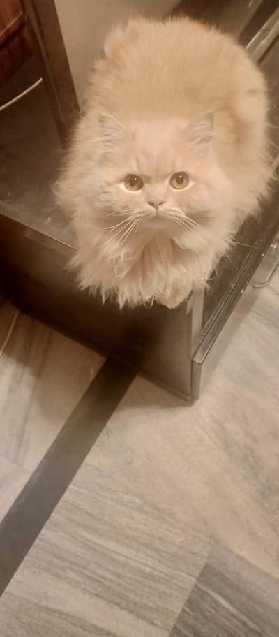 Ginger Breed cat whatsapp in description