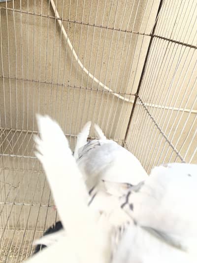 salam sale vvip pigeons