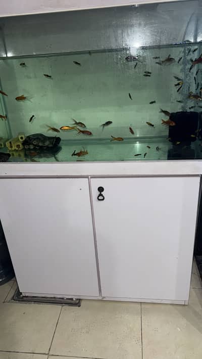 3 feet aquarium