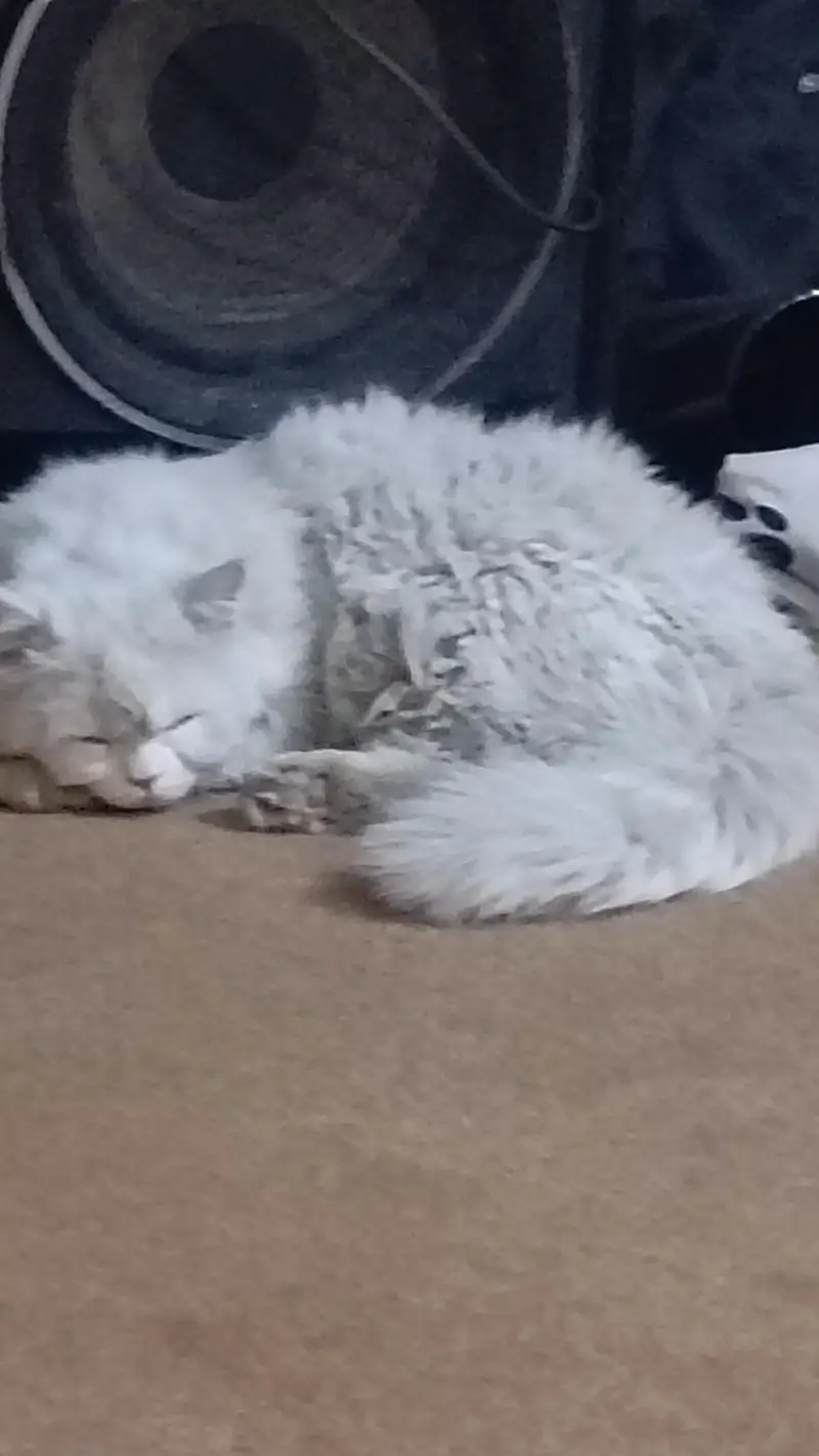percian cat — photo 2