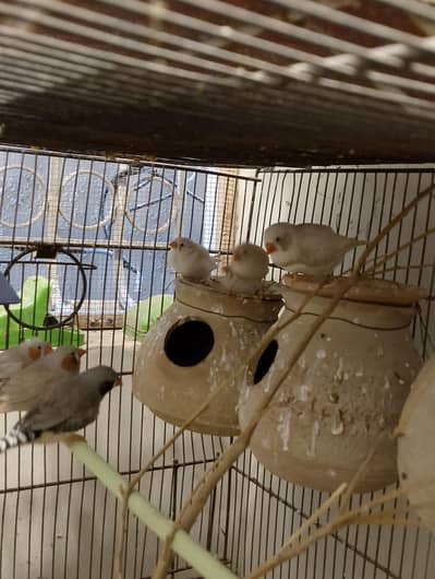 Finches and Java for Sell.