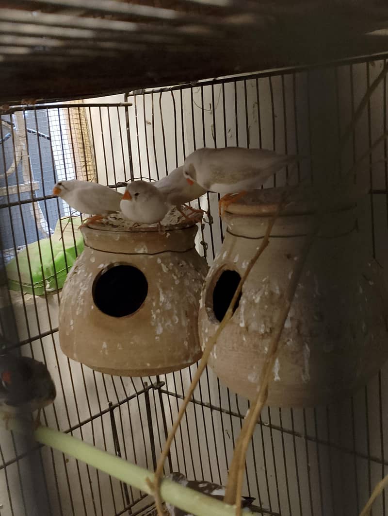 Finches and Java for Sell. 1