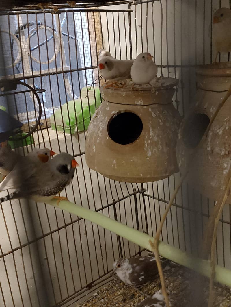 Finches and Java for Sell. 2