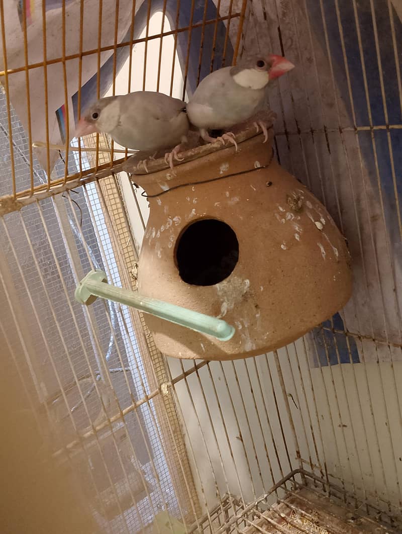 Finches and Java for Sell. 3