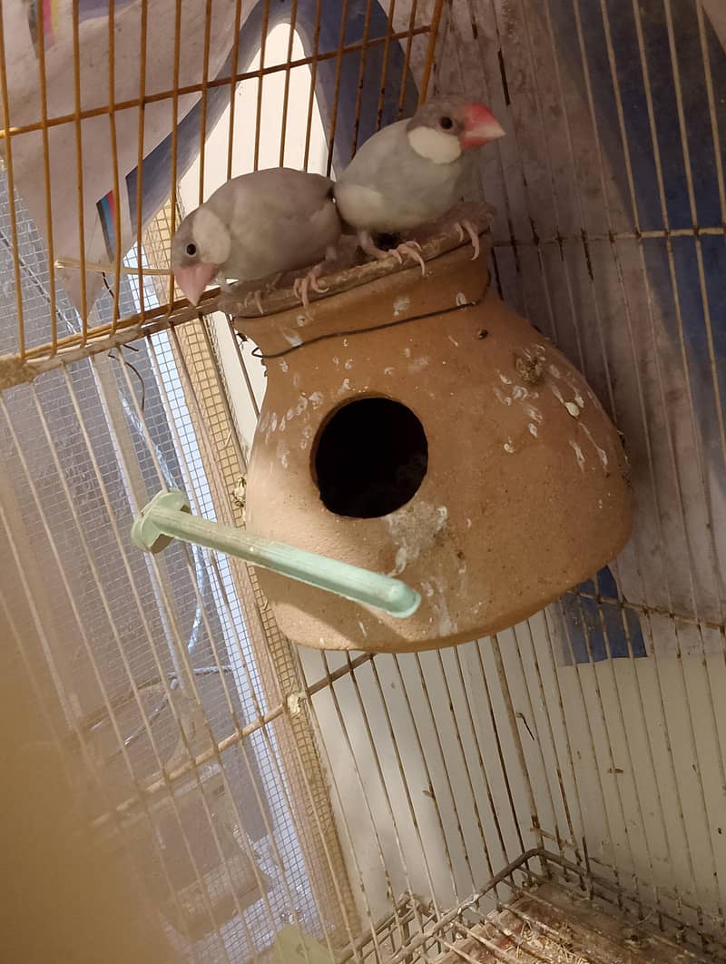 Finches and Java for Sell. 4
