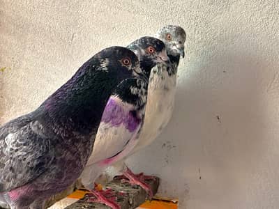 Mixed kabutar golen,chakra, motio wala,sialkoti 800 par