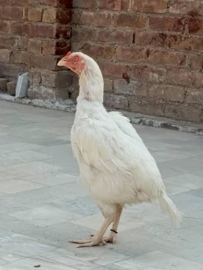 Aseel heeri madi for sale