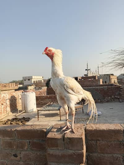 japani nasl fiter aseel murga