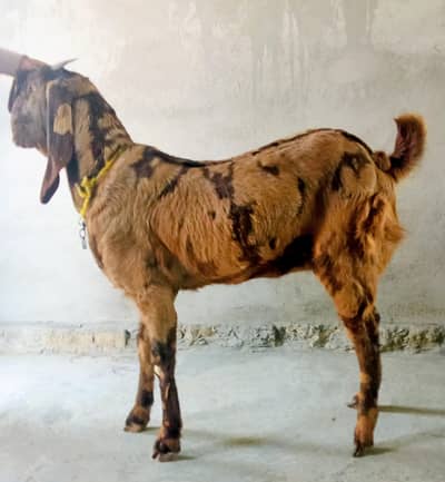 Betal shera print bakroti . . Pure Betal