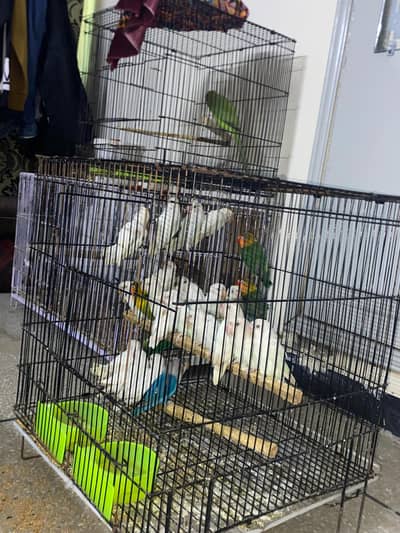 albino red eyes split nd  mix color adult nd pathy avai