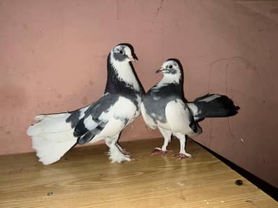 breeder pair lucky kabootar fancy kabutar affordable price
