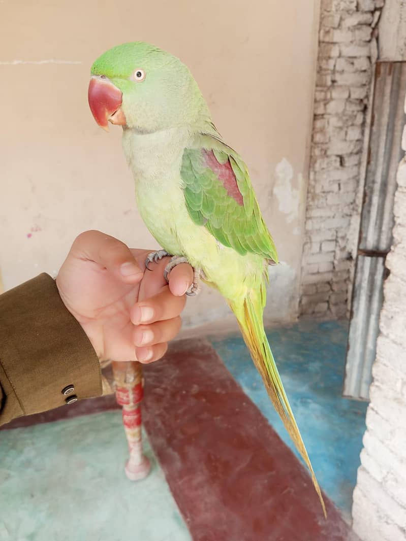 parrot  0