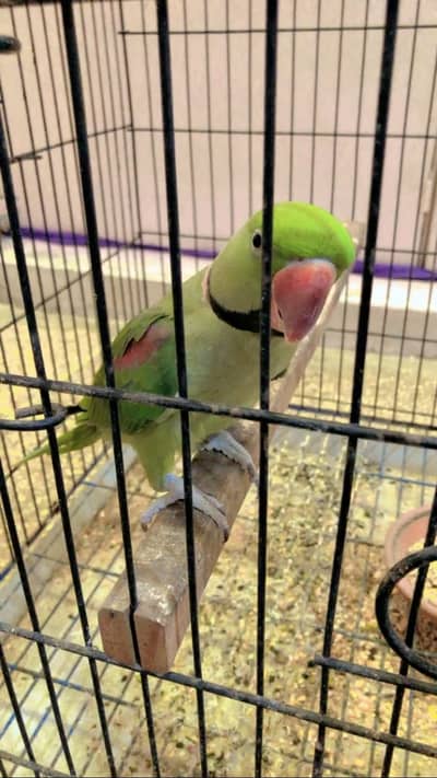 2 Male Pahari Raw Parrots