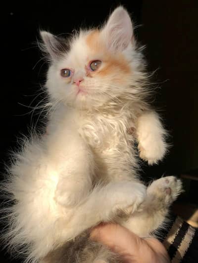 CloudSoft Persian Kitten Rare Double Coat kitten