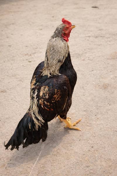 Original Aseel Maiwali (Maiwali Nasal)