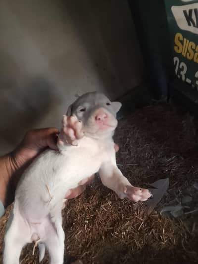 gultair puppy female healthy active