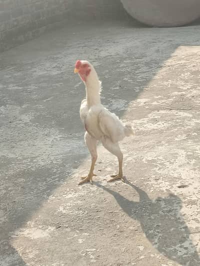 zero size Shamo healthy and active ready for breed