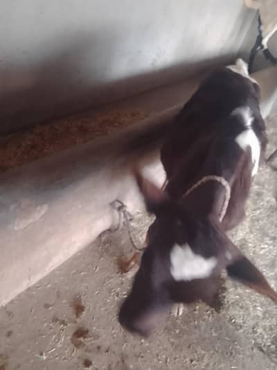 jersey cow hai phone number 03199652289