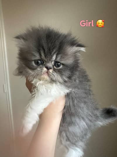Kittens | Persian Kittens | Triple Coated Kittens For Sale
