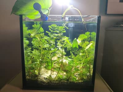 Premium Planted Aquarium Setup