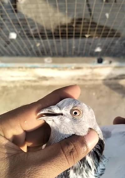 4piece Nar salatay 2piece 1lakha 1peciqe sailkoti chuha 1pecie