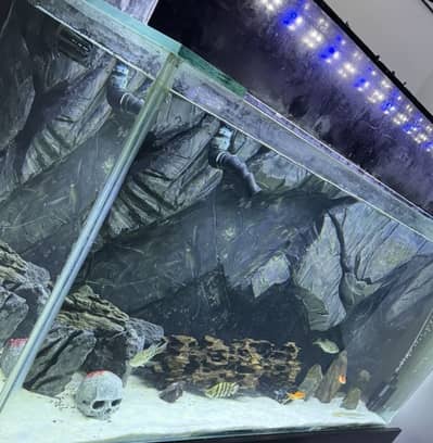 5 foot aquarium with sump